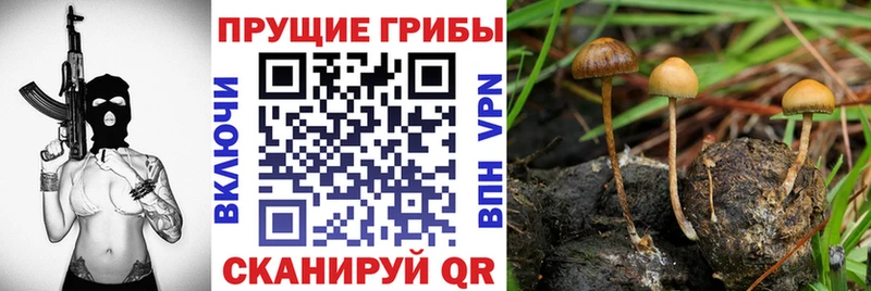 как найти наркотики  Баймак  Галлюциногенные грибы прущие грибы 